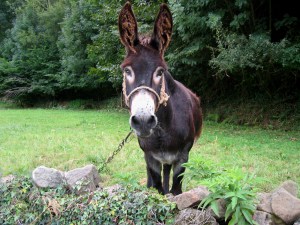 Burro de Helguera (Valle de Iguña, Cantabria)